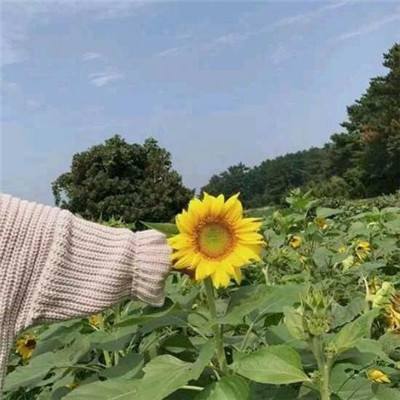 恐龙冒险岛下载
